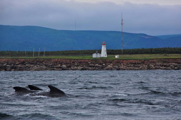 Whale_watching_Nova_Scotia